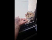 Dove flap wings high five to filmer