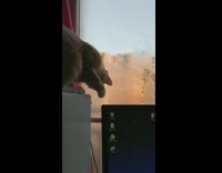 Cat wipe moist on window falls down