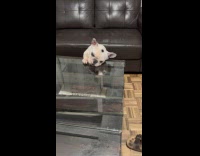 Dog try to reach crumb on glass table
