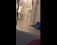 White cat jumps through stool legs 