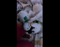 Dog lays upside down bites snowman toy