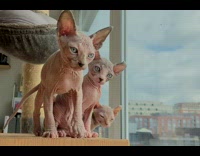 Three sphynx kittens on cat tower together 