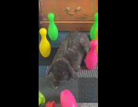 Pet bunny trapped by the bowling pins and pushed it away