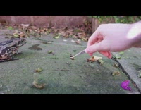 Pet toad eats slugs and stretches body Part 1