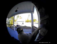 Woodpecker pecks the doorbell and security camera