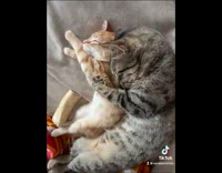 Tabby cat hug squeeze orange kitten sleeping