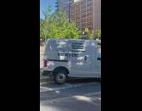 Brown peacocks in street 