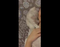 White kitten yawns licks girl shoulder tapestry 