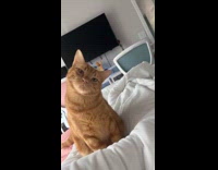 Orange cat wakes up hooman and stares 