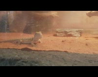 Bearded dragon raises arm waves girl tank 