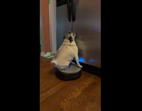 Pug rides on roomba and roams around