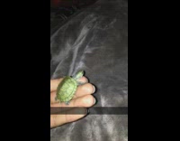 Mini turtle named Jeffery climbs on guys hand and jumps off