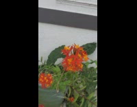 Orchid collection for spring 