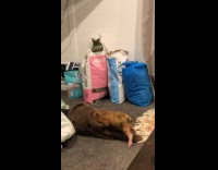 Piglet play push rabbit plushy on floor