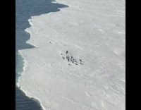 Collab Clips mpugc - Penguin makes it onto land as ice breaks