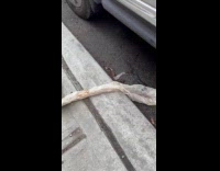 Long shedded snake skin on the street
