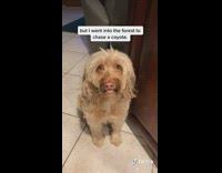 Dog gets in trouble for chasing coyote 