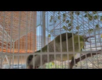 Parakeet inside cage whistles back to owner