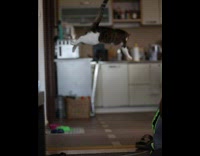 Cat Jumps to Catch Ball in Slow Motion