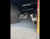 Dozen fake llamas wrapped in plastic 