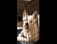 White puppy dog mouth against crate teeth 