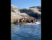 Bunch of Sea Lion Sunbathe then Swim Together 