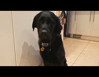 Black dog drool too much then eats