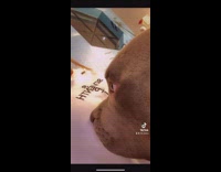 Brown dog smelling womans pink white shirt 