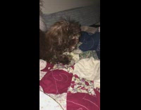 Black dog eat apple sound girl hand