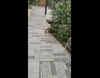 Puppy wearing raincoat checks out plants 