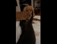 Collab PLC - Black cat lay down touch dog face