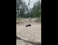 Black cat jumping around burying face in sand 