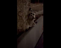 Guy points finger gun racoon hands up