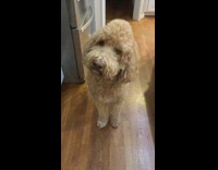 Dog time to eat dinner chicken beef