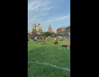 Four brown geese walk park grass 