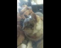 Guy scratch cheek of cat on lap 