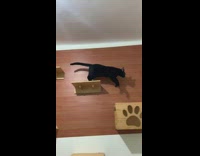 Black cat runs across the wall shelves 
