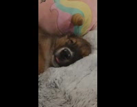 Brown dog sleeps tongue out unicorn toy