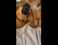 Orange cat lick forehead of brown dog