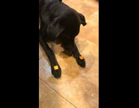 dog with cheez itz on paws