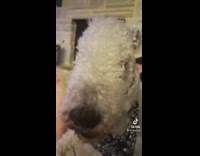 White poodle with black bandana barks at camera 