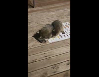 Baby Raccoon blocks and refuses to share food