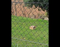 Lion and Lioness Growls at One Another