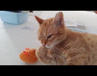 Cat licks paws lays down on table