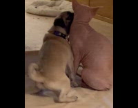 Pug bites neck skin of sphynx cat