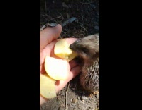 Small hedgehog eats an apple from filmers hand