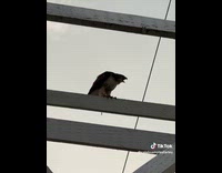 Man asks hawk to do the thing and screeches 