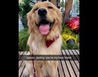 Two dogs do tiktok song lyric trend 