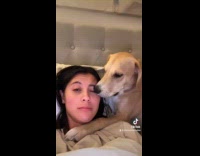 Collab Clips MPUGC - Brown Dog gives kisses to woman 