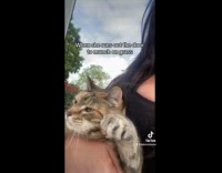 Owner picks up cat smelling grass 